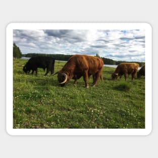 Scottish Highland Cattle Bulls 1788 Sticker